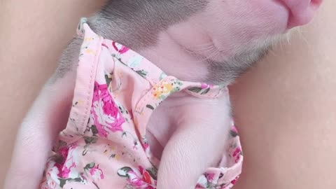 Potbellied Pig Reacts to Getting Belly Touched