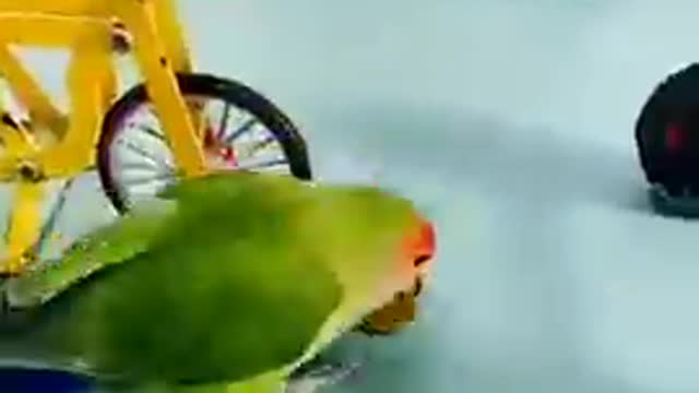 funny parrot