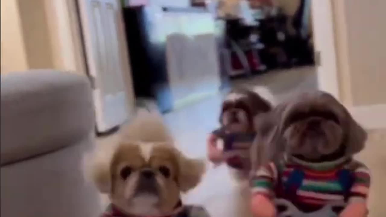Funniest Animals 2023 😻 Best Funny Cats and Dogs Videos 😍🐶 Part 15