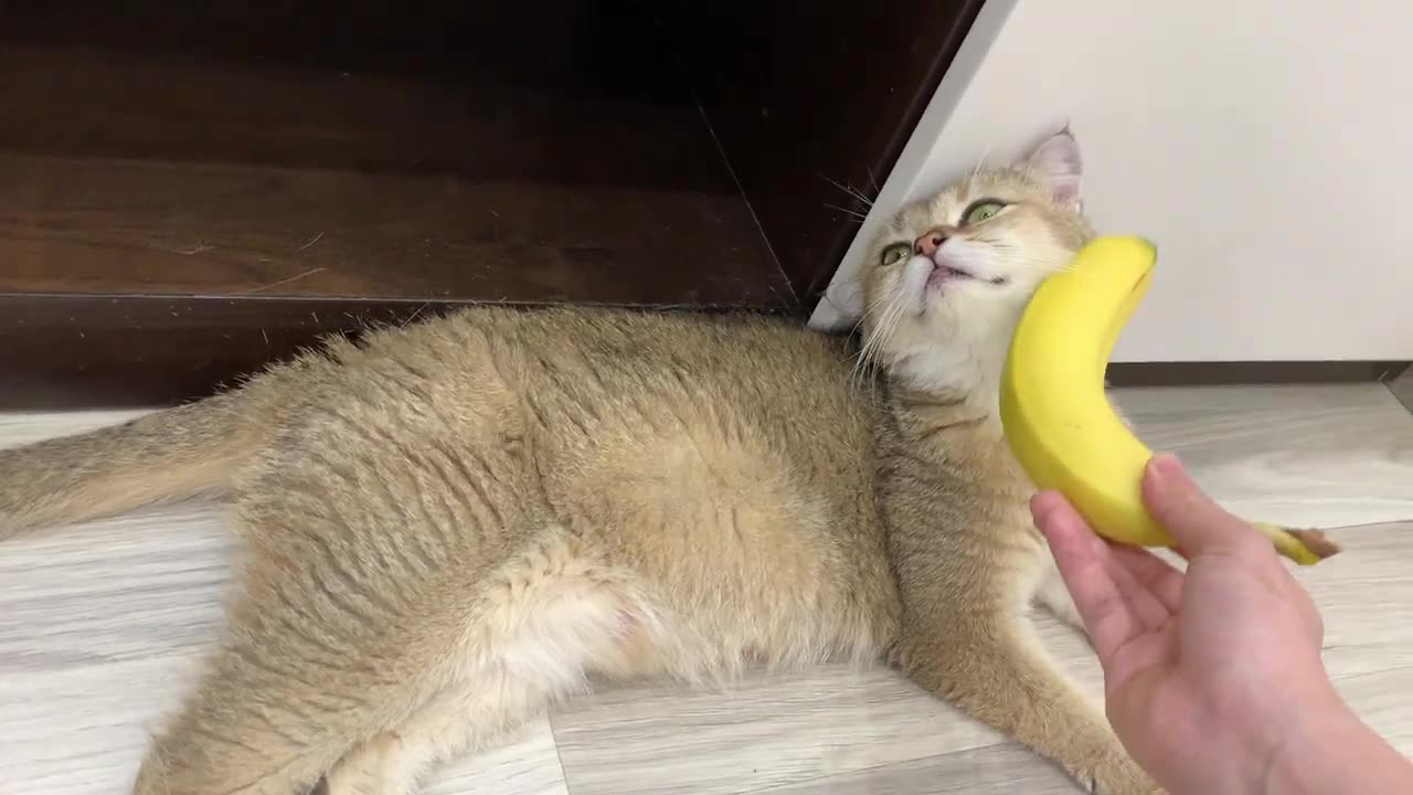 Cat Has Hilarious Reaction To Banana