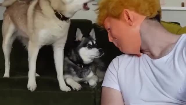 DRAMATIC MINI HUSKY Tells Donald Trump To Get Out Of His House