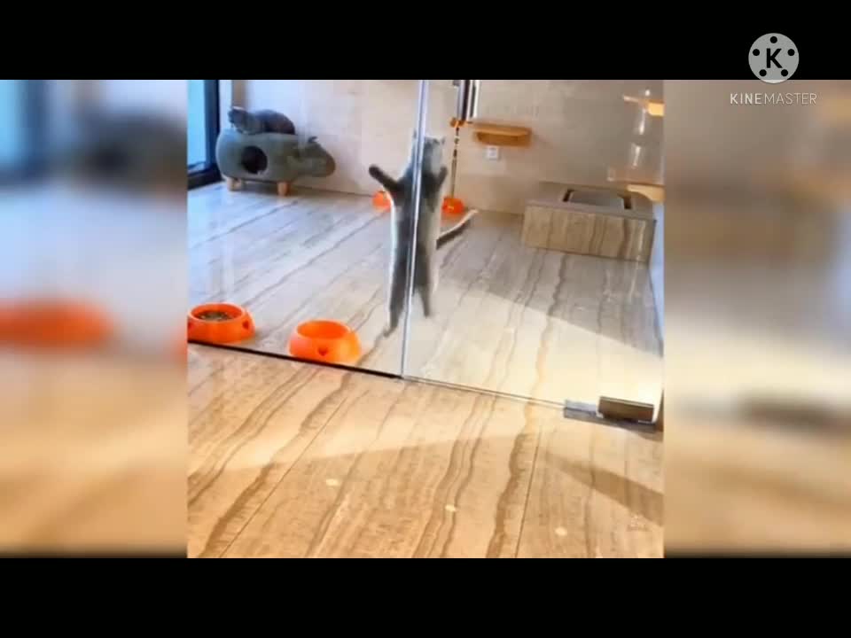 Funny cats video