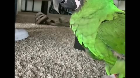 parrot fun