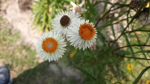 Satisfying Flowers slow motion video ‼️‼️ 2k