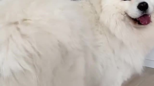 Samoyed Dancing Moves