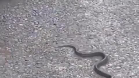 The food chain in 1 video: