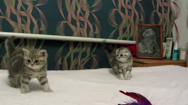 cute scottish kittens playing