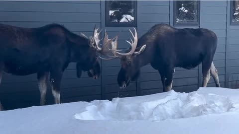 Two bull moose in Aspen Groves