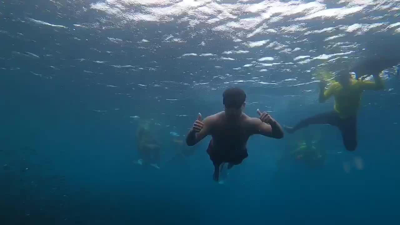 Sardines Run in Moalboal, Philippines