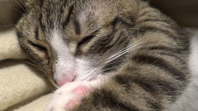 Purring Cat Baby Sleeps Upside Down