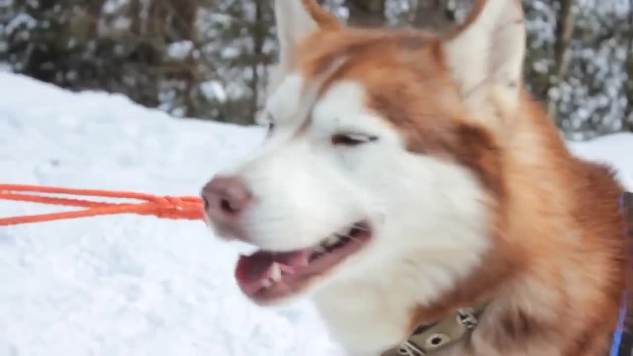 Funny Husky talking dog