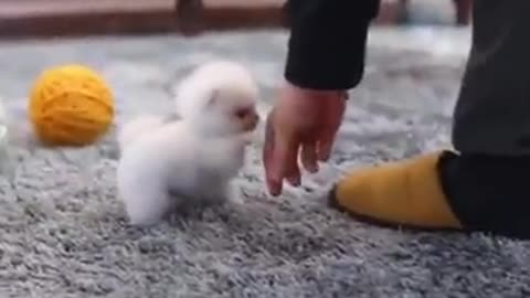 Very Cute Little Dog