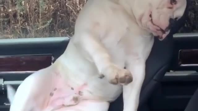 Naughty Bulldog Pup sneaked in to car.....