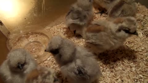 Button quails, 4 weeks old