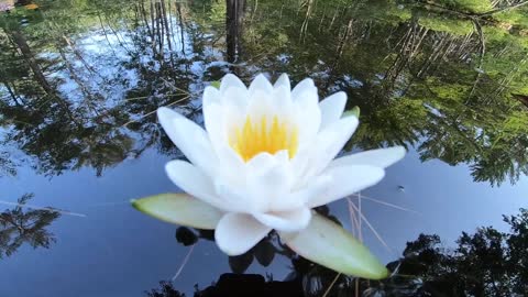 Water Lily