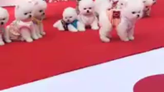 Concurso se cachorritos lindo todos