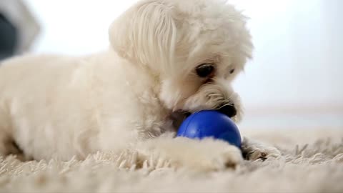 A little dog playing with a ball