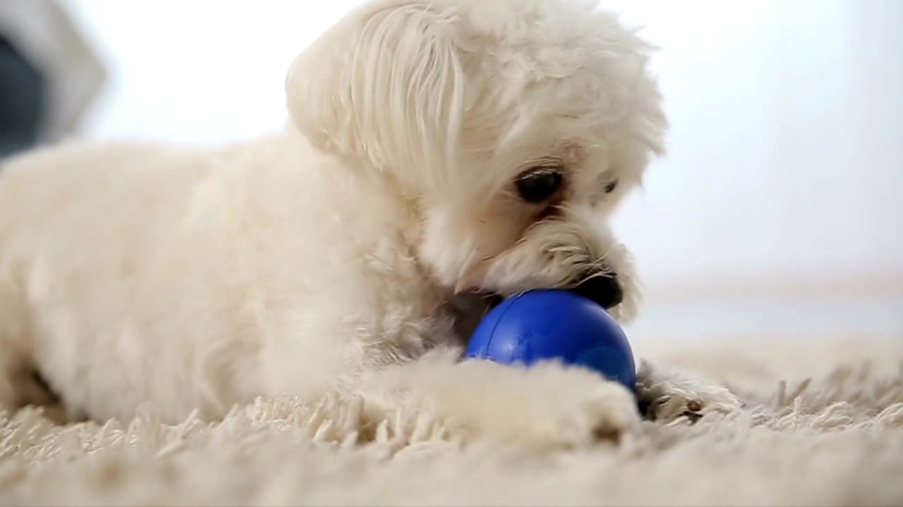 A little dog playing with a ball