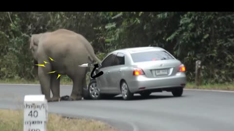 Elephant Attacks Car#