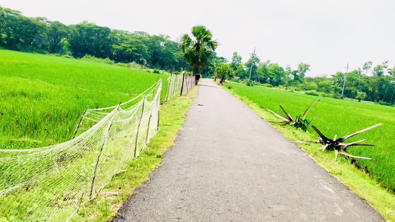 Beautiful Natural video