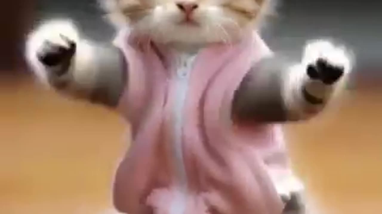 Cat dance funny video short video download free