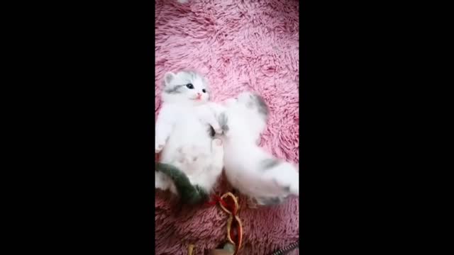 Playful Cute cats and Kittens