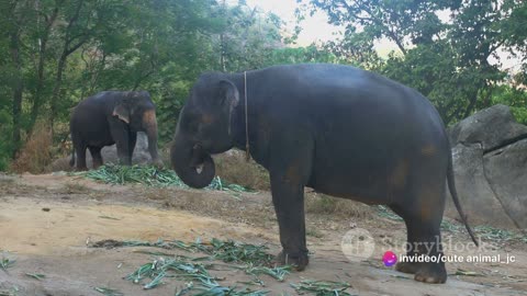 Baby Elephant Adventures: Trunkfuls of Cuteness