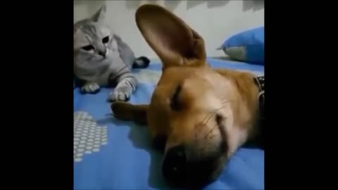 Как пукают животные. How animals fart.