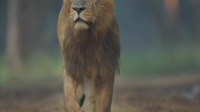 lion walking