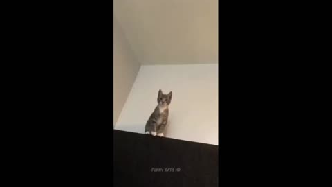 Funny cat moments - Best cute cats funny moments captured-