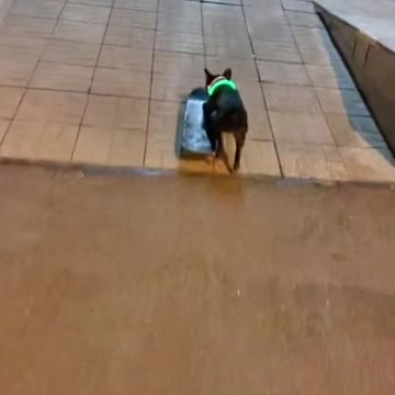 Чудный пёсик катается на скейтборде