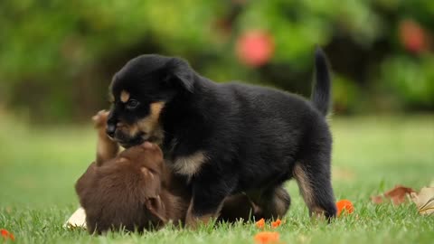 Cute puppies playing