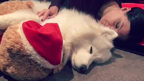 Samoyed takes nap with best friends