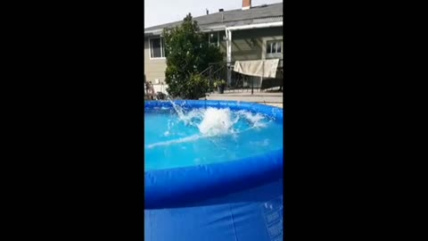 Doggo makes amazing catch While jumping in the pool