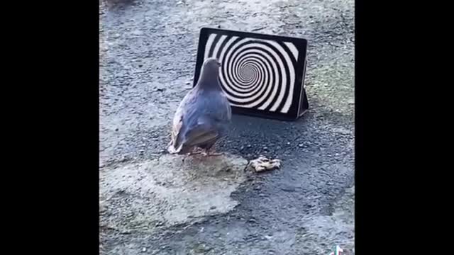 Animals of 2021