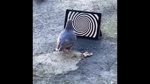 Animals of 2021