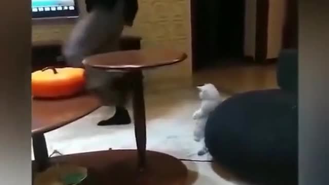 funny cat # funny dubbing # funny video