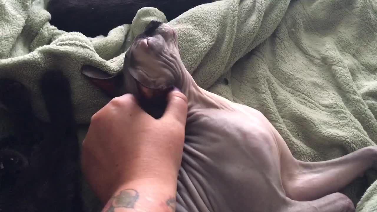 Hairless Cat Cannot Wake Up