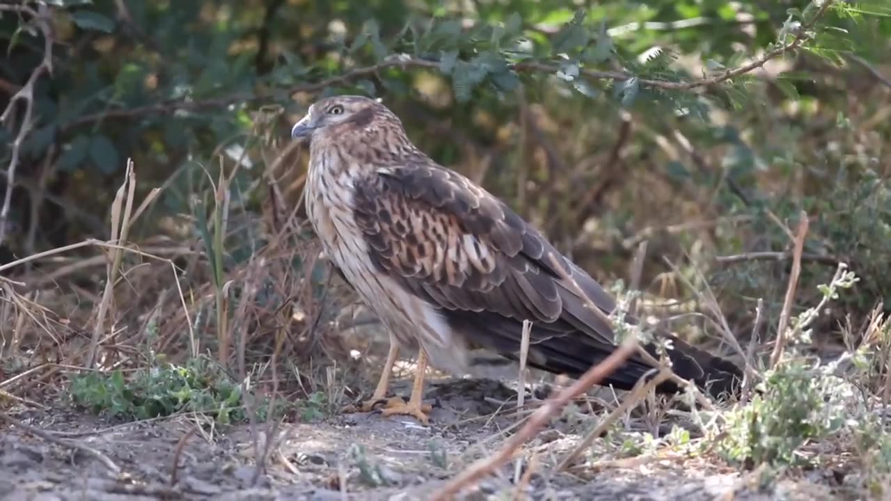 Wildlife in closer view with a natural perspective.