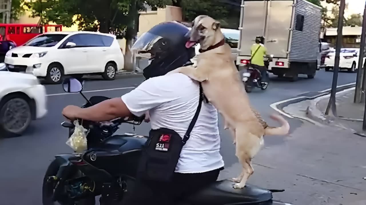 WORLD BEST FUNNIEST🤣 Dog vs men 🤣 funny video> Don't Try Laughing 🤣 clips