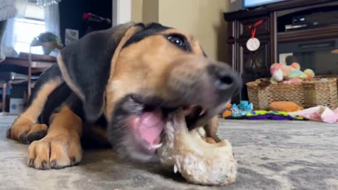 Home movie of a cute mix breed puppy dog gnawing on a bone on the living room floor