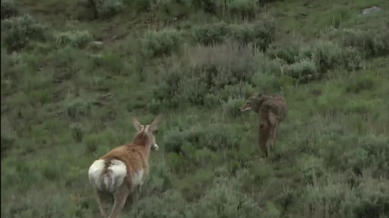 Coyotes versus Wolves - An Inconsistent Fight in Yellowstone Public Park | Free Narrative Nature