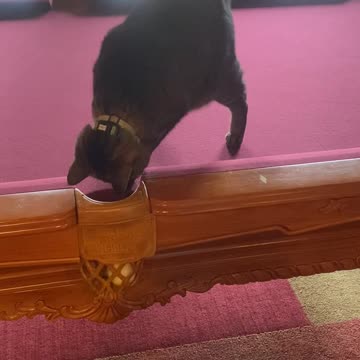 Cat playing pool.