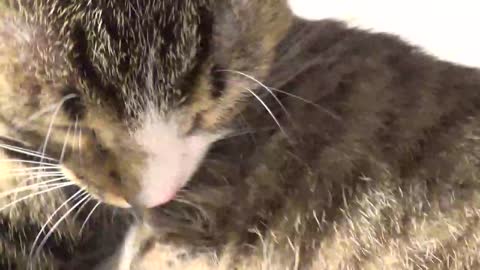 Cat Grooming by the Book
