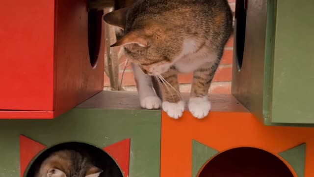 a-cat-between-boxes