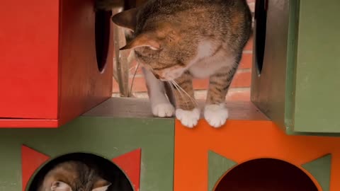 a-cat-between-boxes