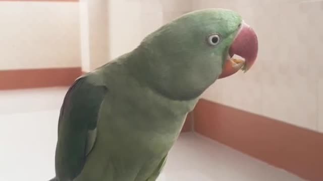 Funny parrot voice