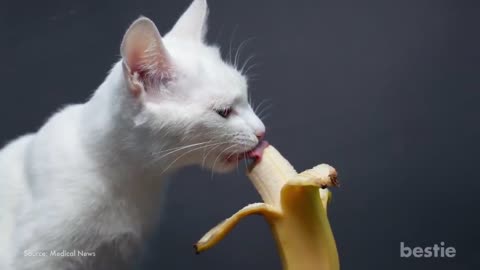 11 Human Foods Your Cat Can Eat