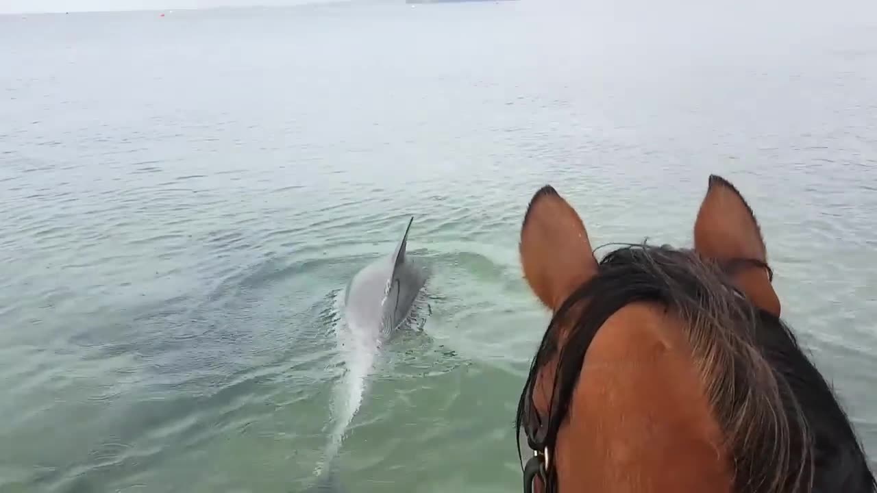 Dolphins and Horses 🤩