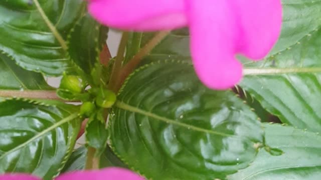 amazing very beautiful